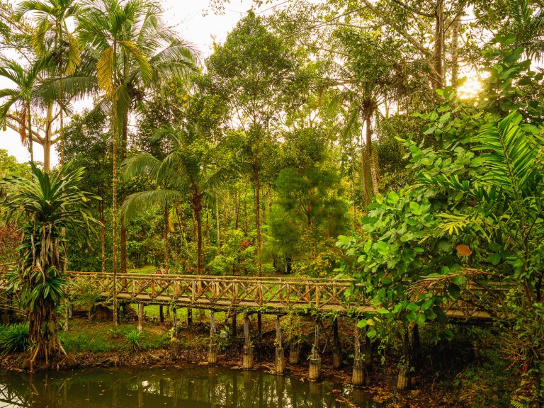 Borneo-sepilok-jungle-bridge