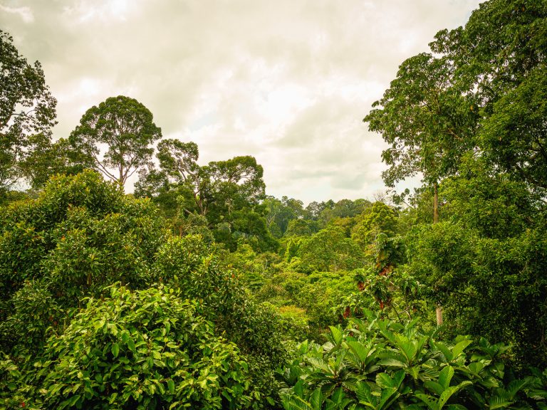 Borneo-sepilok-jungle-view