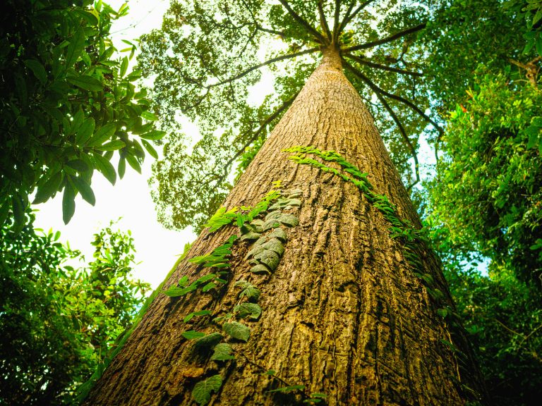 Borneo-sepilok-mammut-tree
