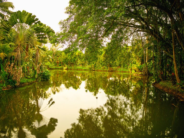 Borneo-sepilok-pond