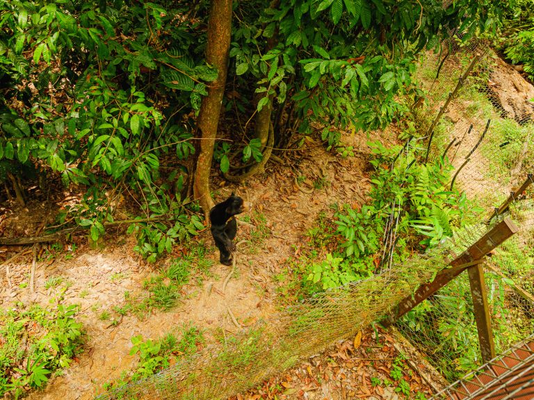 Borneo-sunbear