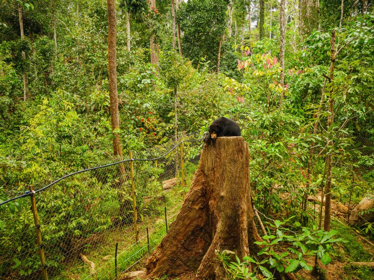 Borneo-sunbear-sanctuary