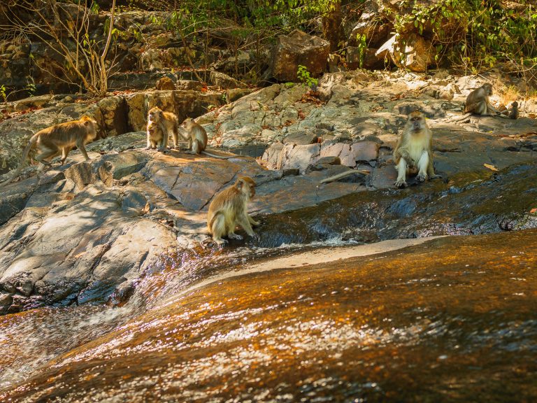 Malaysia-langkawi-monkeys